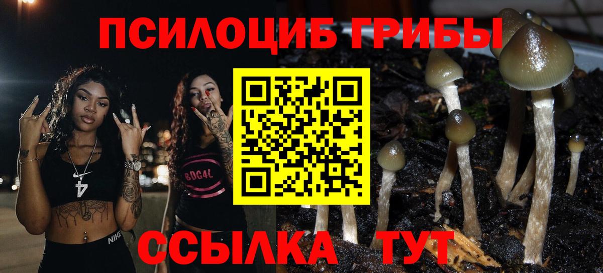 Галлюциногенные грибы Psilocybine cubensis Гай
